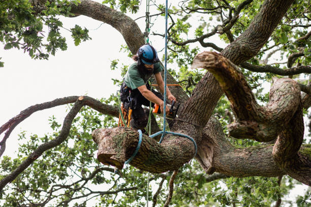 Best Root Management and Removal  in Reedsburg, WI