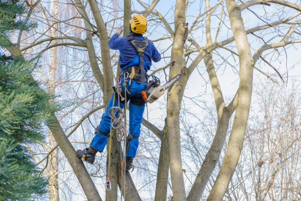 Best Palm Tree Trimming  in Reedsburg, WI